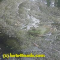 /home//u458753944/public_html/sourcegallery///////////Frogs/More bullfrogs/P7150853.JPG